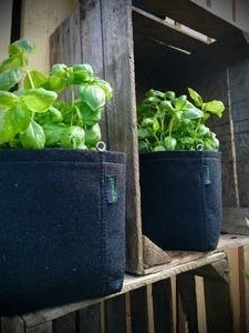 POTAGER URBAIN 4L BASILIC BIO